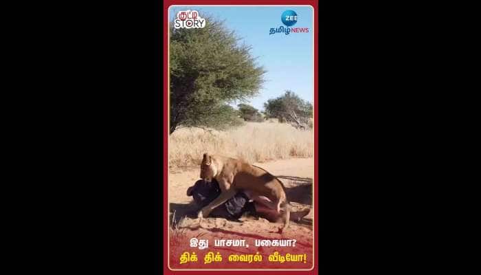 Animal Viral Video: Lioness Jumps on Man, See the Unexpected thing Next in Video