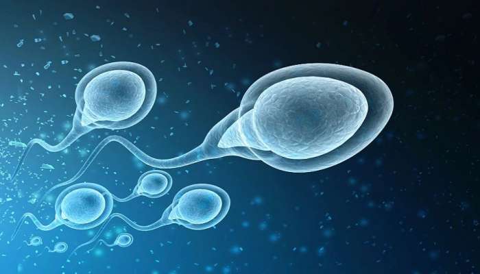 Sperm Booster: விந்தணுக்களின் எண்ணிக்கையை அதிகரிக்கும் ‘சூப்பர்’ உணவுகள்!