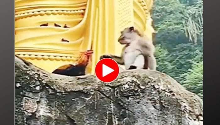 Viral Video: ‘ஒரு அறை விட்டேன்னா’; சேவலிடம் கடுப்பான குரங்கு! title=