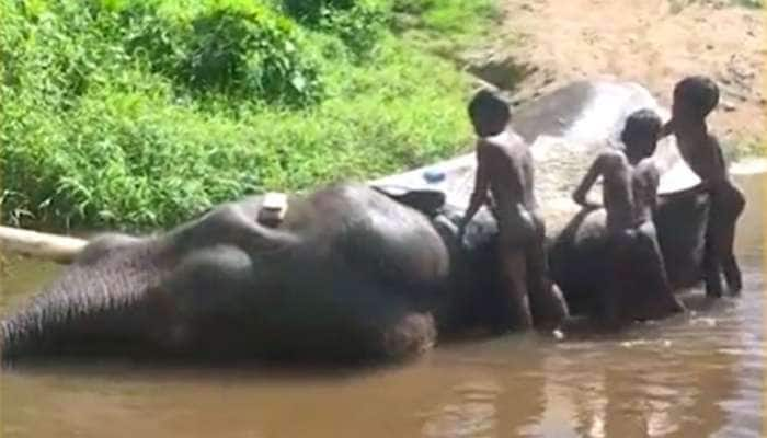 சிறுவர்களின் குளிப்பாட்டல், அசந்து உறங்கும் யானை: வீடியோ வைரல் title=