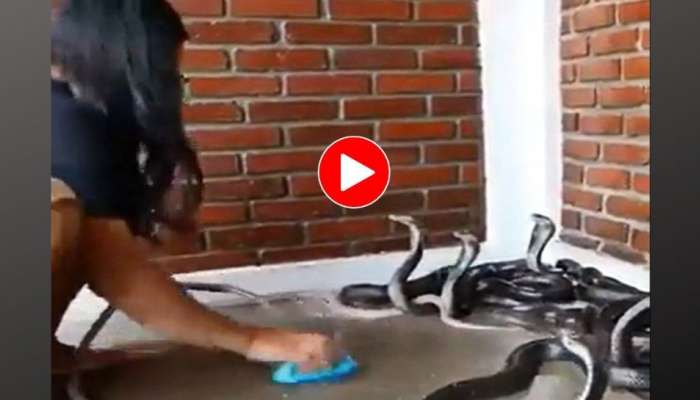 Viral Video: சீறும் கருநாகங்களை கூலாக குளிப்பாட்டும் பெண்... இணையத்தை கலக்கும் வீடியோ!