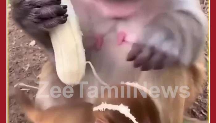 Emotional Monkey Video: Monkey peels Banana for Baby Monkey, Netizens in awe