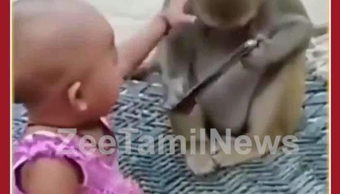 Funny Viral Video: Monkey and Baby Girl Fight For Mobile phone