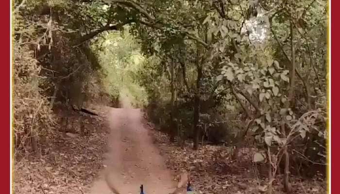 flying peacock amazing video goes viral