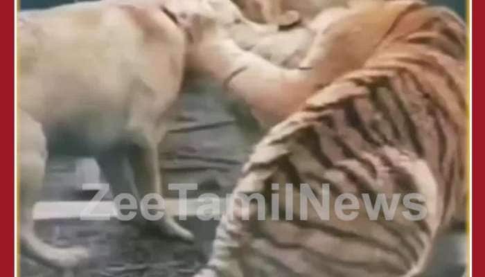 Viral Video: Dog Bites Tiger's Ears, Scare Fight Video 