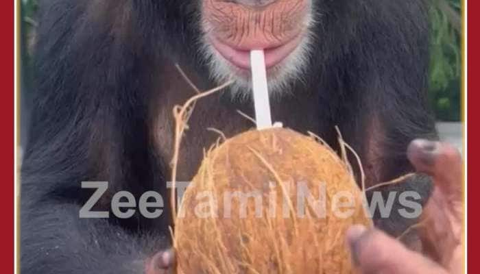 Funny Chimpanzee Video: Cool Chimpanzee Drinks Coconut Water Wearing Sun Glasses