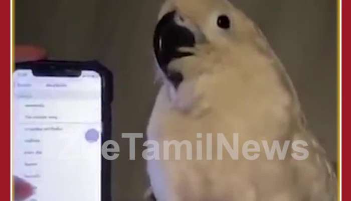 Cute Viral Video: Parrot Dances to the Pace of Mobile Tunes, Netizens Amused