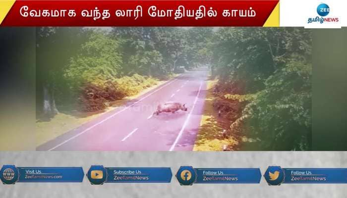 லாரியில் பலமாக மோதிய காண்டாமிருகம் - சாலையில் சரிந்து விழுந்தது