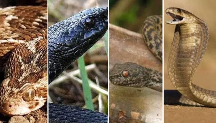 Dangerous Snake: உலகின் மிக ஆபத்தான ஐந்து பாம்புகள் இவைதான்..