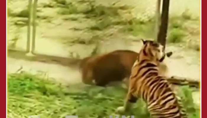 Funny Animal Video: Tiger Chases Cow, but Sudden Miracle Happens, Tiger runs away