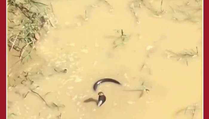Scary Fight Video: King Cobra, Mongoose Fight Shocks Netizens