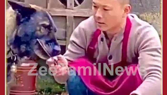 Emotional Viral Video: Dog Stops Man from Slicing Fish, Netizens Love the Dog