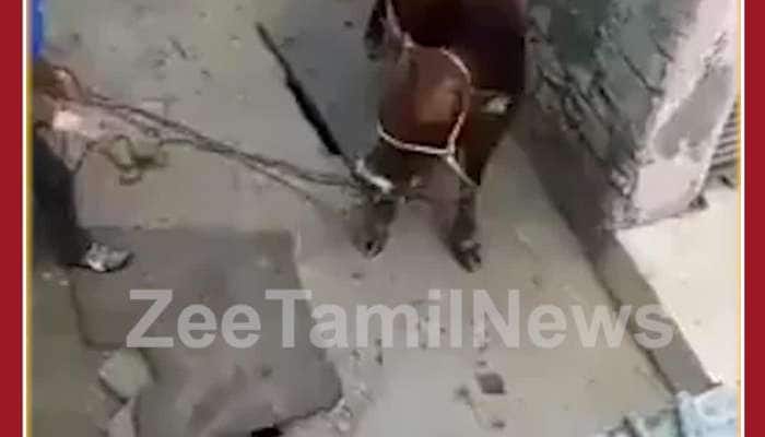 Cow Revenge Viral Video: Man Attacks Cow, See What the Cow Does in Return