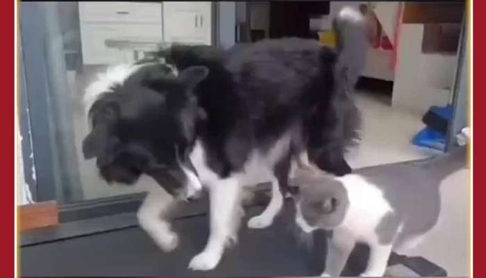Funny Animal Video: Dog and Cat Fight in Treadmill, Netizens Just Love It