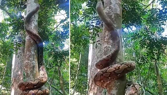 Python Viral Video: Dangerous Python Climbs Tree, Netizens Shocked ...