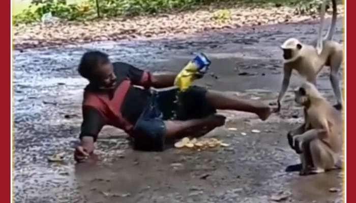 Funny Viral Video: Monkey Attacks Man for not Giving Chips