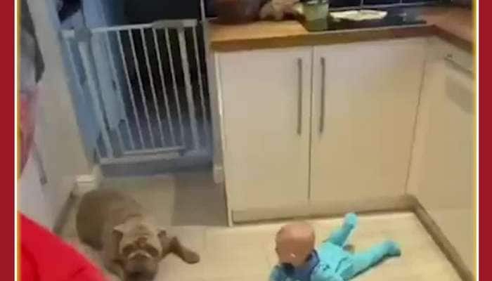 Cute Viral Video: Dog Teaches Baby to Crawl, Netizens Love It