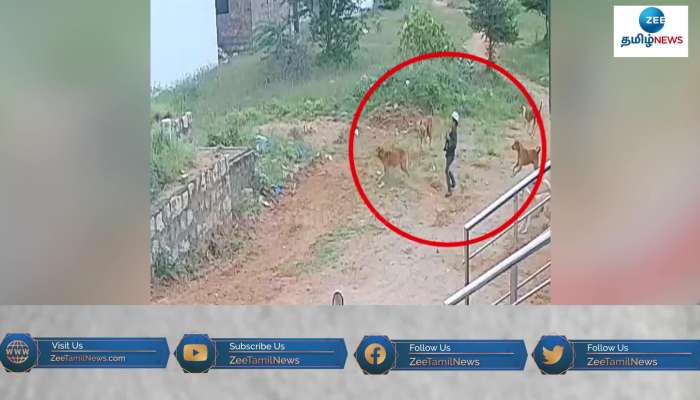 CCTV video of Street dogs rounded up the boy in Karur