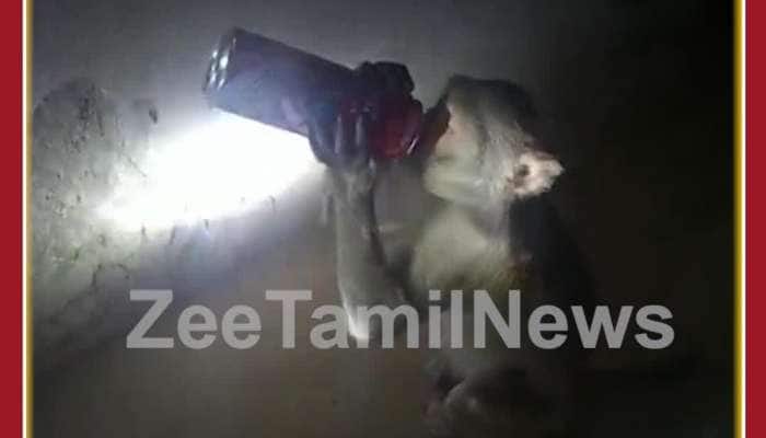 Funny Viral Video: Monkey Drinks Beer, Gives Funny Reaction, Netizens Amused