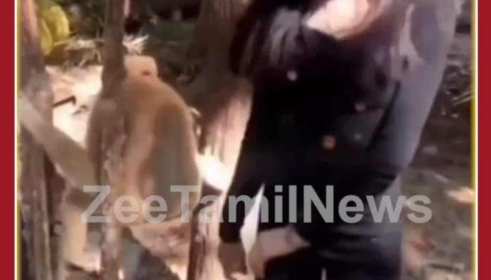 Funny Monkey Video: Girl Teases Monkey, See Revenge Taken by Monkey