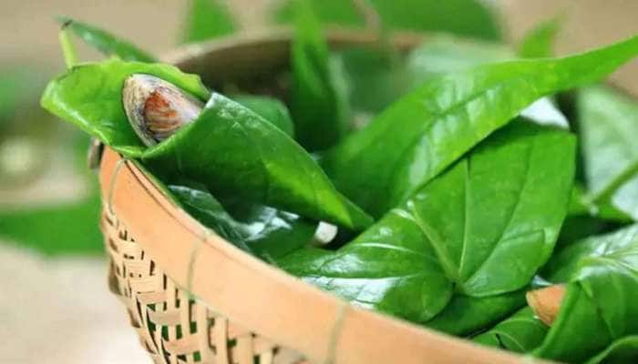 Betel Leaf: இந்த செய்தியை படித்தால், நீங்களும் வெற்றிலை போட ஆரம்பித்து விடுவீர்கள்!