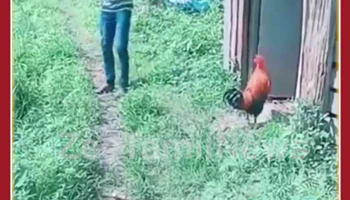 Funny Viral Video: Man Hits Rooster With Stick, See Revenge Taken by Rooster