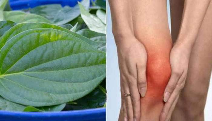 இந்த ஒரே ஒரு இலை போதும், 7 நாளில் Uric Acid மளமளவென குறையும்