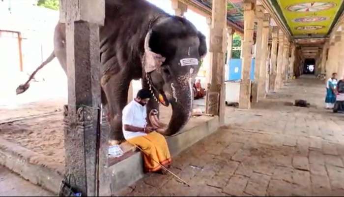 Viral Video: &#039;எனக்கும் காட்டு&#039;... ஸ்மார்ட் போன் பார்க்க அடம்பிடிக்கும் குடந்தை கோவில் யானை!!
