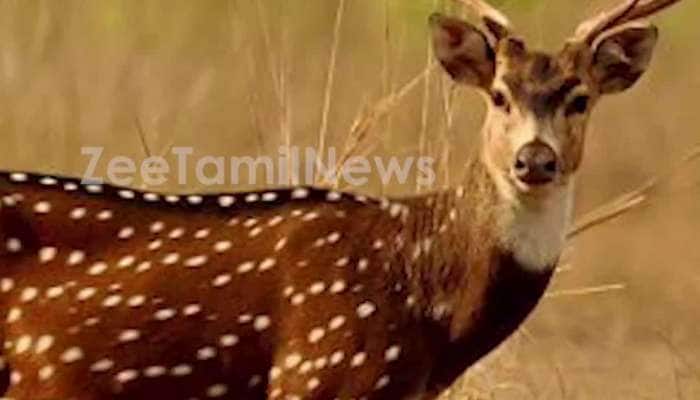 17th wildlife sanctuary of Tamilnadu to be near Hosur