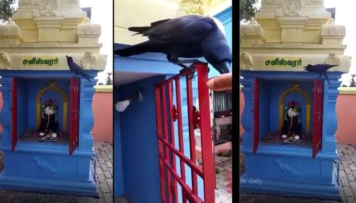 Viral Video: சனி பகவான் அபிஷேக பாலை தினம் கேட்டு வாங்கி அருந்தும் ‘அதிசய’ காகம்!