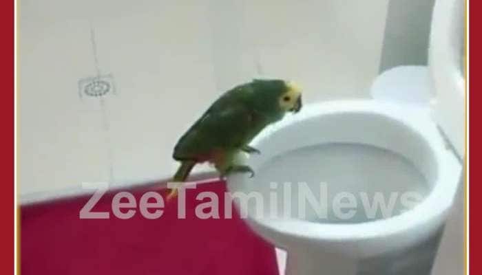 Funny Parrot Video: Parrot Sings on Toilet Seat, Netizens Can't Stop Laughing