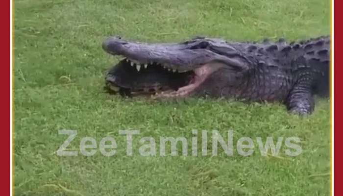 Animal Viral Video: Crocodile Plans to Hurt Turtle, Gets a Shock