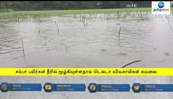 TN Rain: Delta Farmers in agony as Crops spoiled due to rain