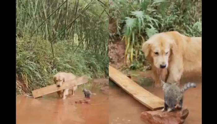 Viral Video: தத்தளிக்கும் பூனைக் குட்டி; காப்பாற்றிய நாய்... மனதை உருக்கும் வீடியோ! title=