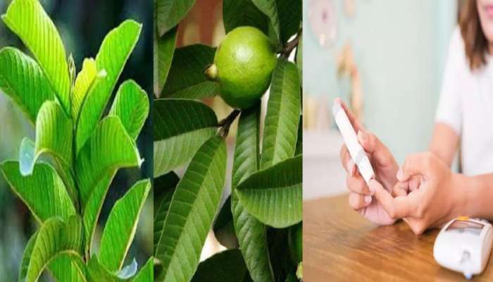 Guava Leaves &amp; Diabetes: நீரிழிவு நோயை ஓட விரட்டும் கொய்யா இலை கஷாயம்!