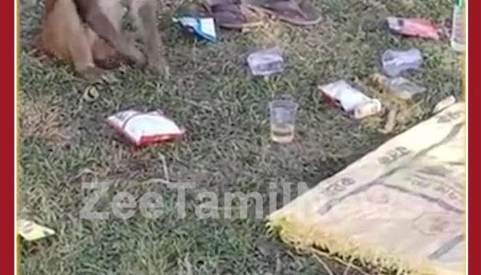 Funny Monkey Video: Monkey Drinks Alcohol with Chips as Side Dish, Netizens Shocked