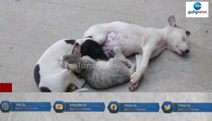 Cat and Dog friendship viral video in tamilnadu