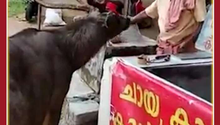 Funny Deer Video: Deer Goes to Tea Stall, See What Happens Next