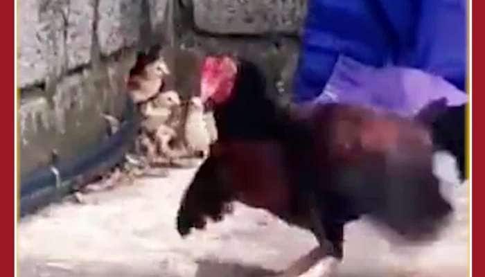 Scary Viral Video: Hen Attacks King Cobra, See What Happens Next