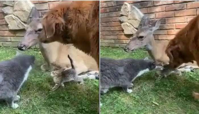 Animal Love Viral Video: Bonding Between Dog, Cat and Deer | விலங்குகளின்  'நண்பேண்டா' மொமண்ட்: இணையவாசிகளின் இதயத்தை உருகவைத்த வீடியோ | Social News  in Tamil