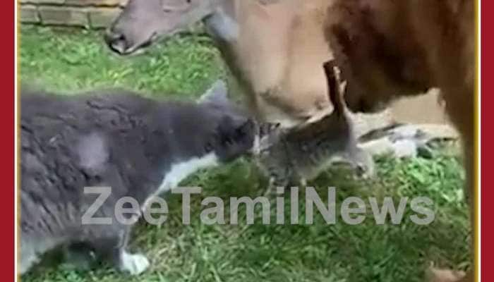 Animal Love Viral Video: Bonding Between Dog, Cat and Deer