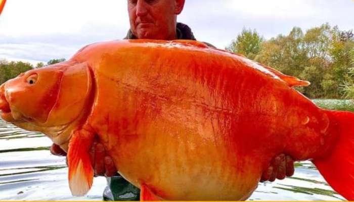 30 கிலோ தங்கமீன்! பாரீஸில் கண்டெடுக்கப்பட்ட Goldfish 