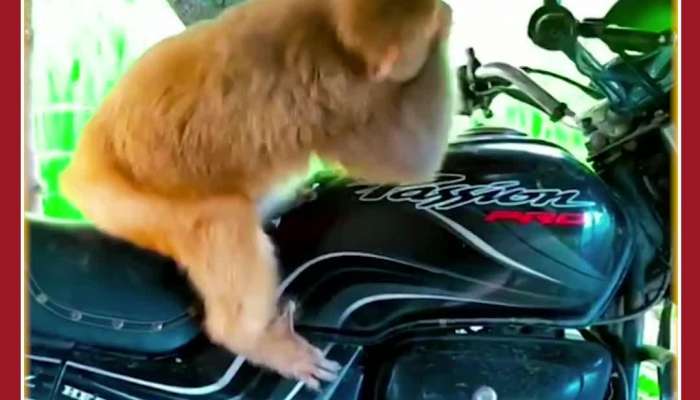 Funny Monkey Video: Monkey Sees Face in Mirror, See What Happens Next