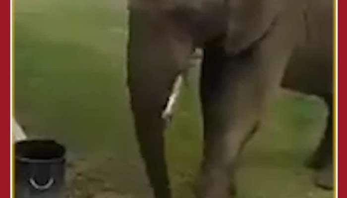 Viral Video: Elephant Teaches Good Manners, Throws Waste in Dustbin