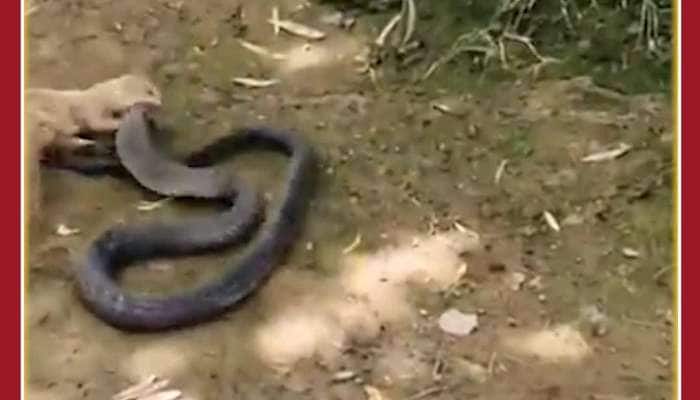 Animal Viral Video: Snake vs Mongoose, See the Scary Fight Here