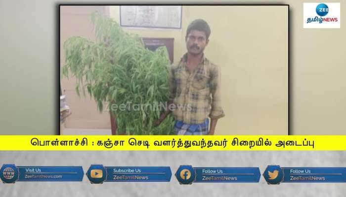 Police arrest man harvesting Ganja plant in Pollachi