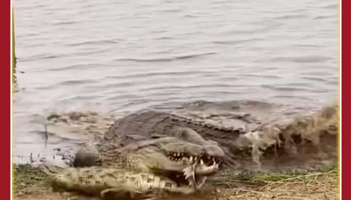 Animal Viral Video: Crocodile Attacks Baby Crocodile, Netizens in Shock