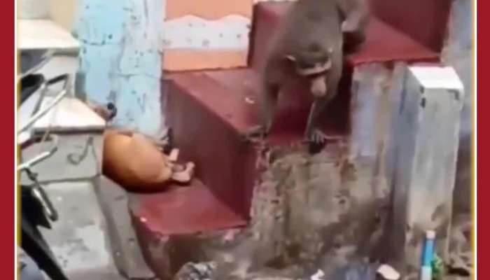 Funny Viral Video: Monkey Teases Dog, See What Happens Next