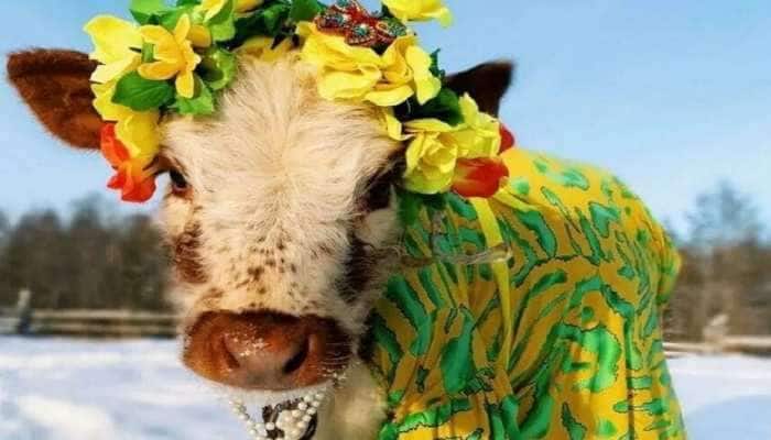 Beauty Cows Of Russia: மாடுகளுக்கான அழகுப் போட்டியில் பட்டம் வென்ற அழகிய மாடு 