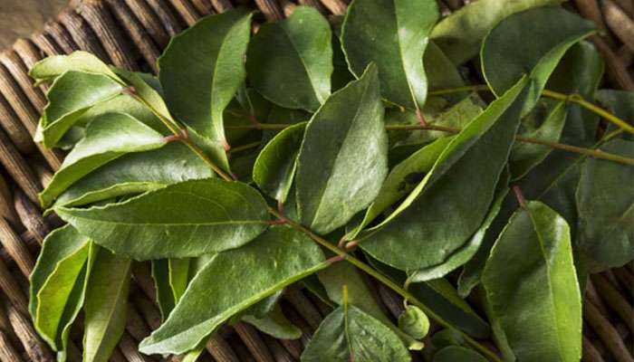 Curry Leaves Benefits: இந்த ஒரு இலை பல நோய்களுக்கு மருந்தாகிறது